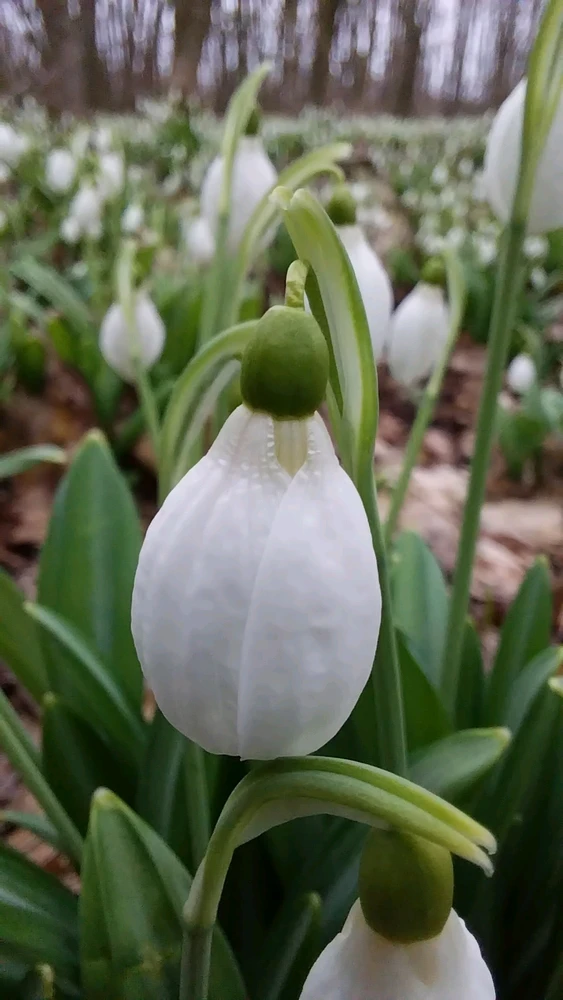 Image uploaded by Віталія/Vita