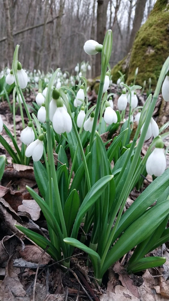 Image uploaded by Віталія/Vita