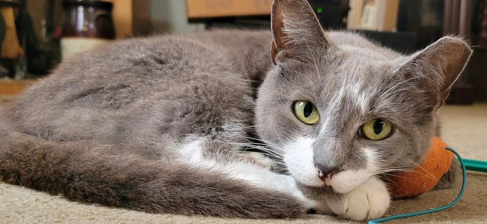 GIF uploaded by Justin