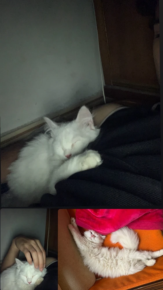 GIF رفعها كروجر