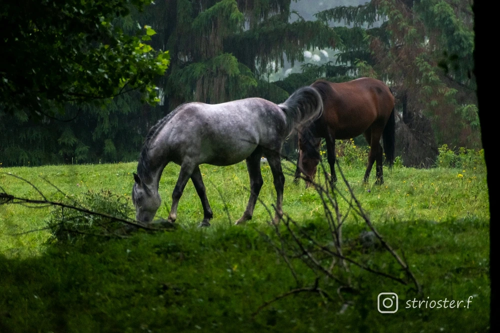 GIF nahral František