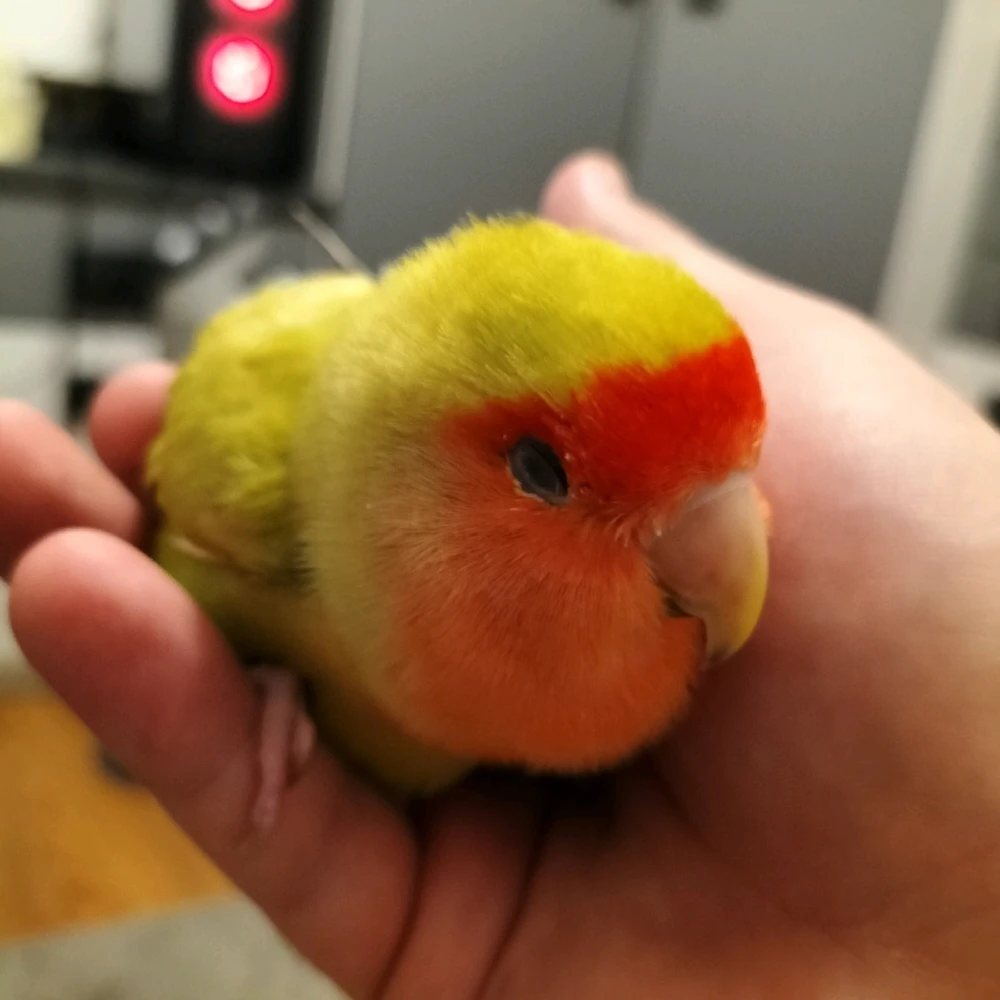 Que os parece la criaturilla?