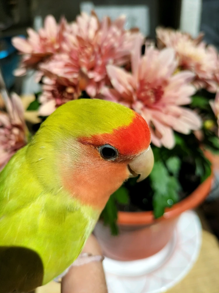 Que os parece la criaturilla?