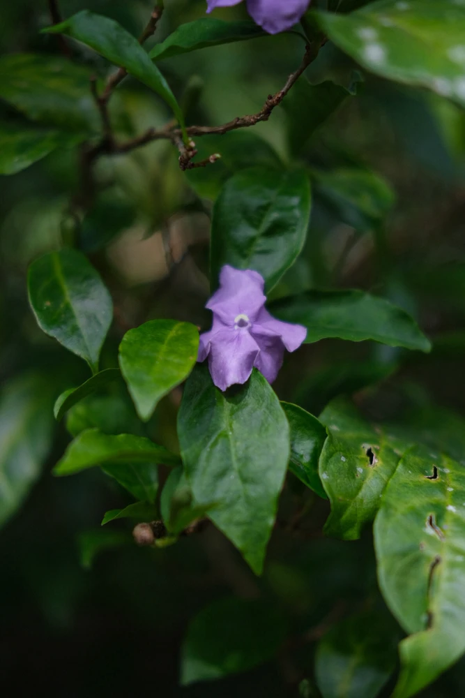 Alo ಅಪ್‌ಲೋಡ್ ಮಾಡಿದ ಚಿತ್ರ