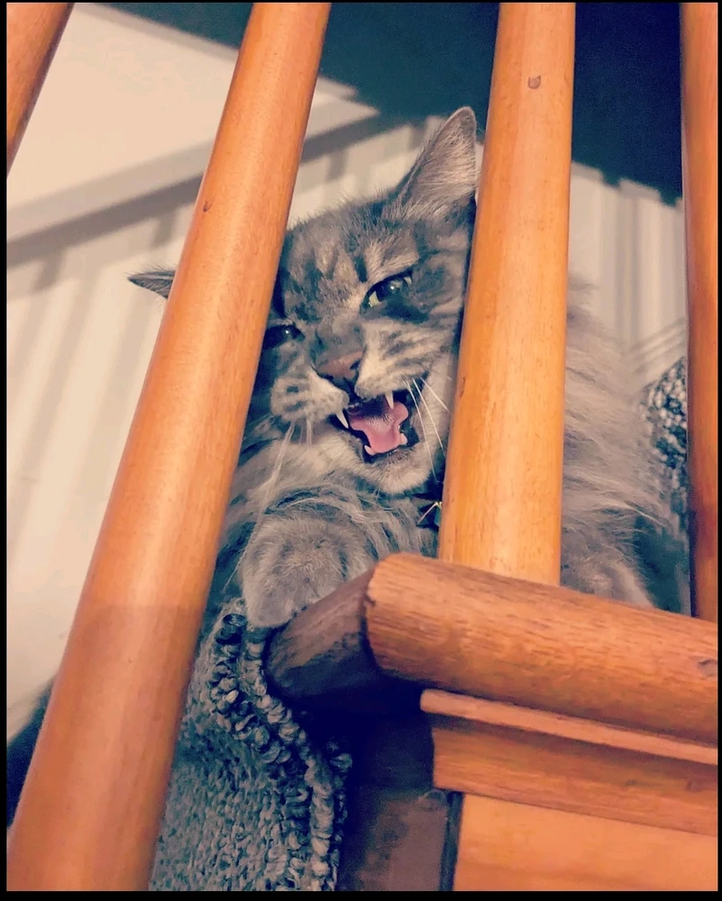 GIF uploaded by 👽Joey🌕