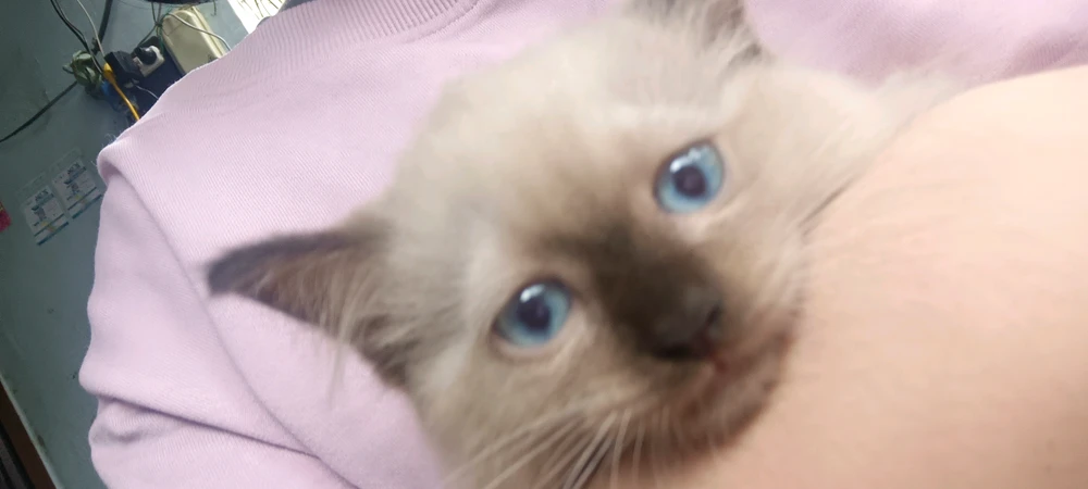 Image uploaded by Alva