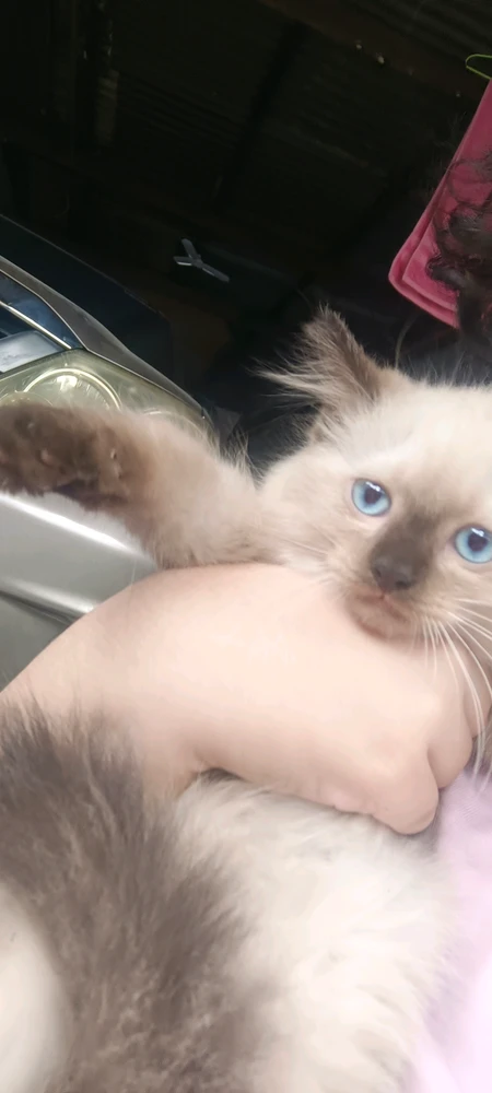 Image uploaded by Alva