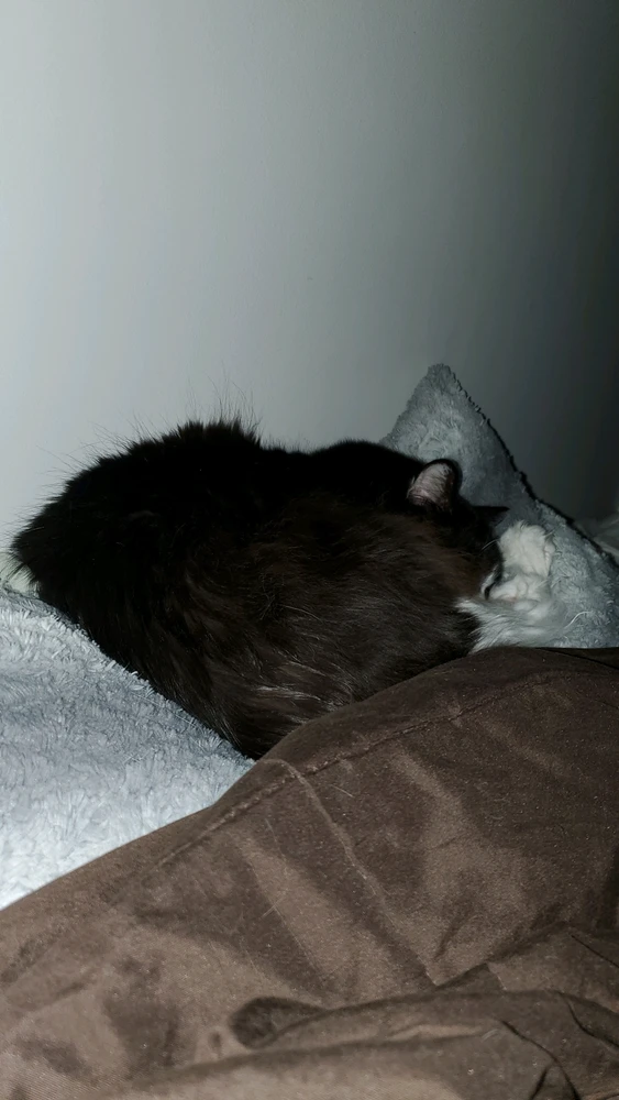 GIF uploaded by Bryce