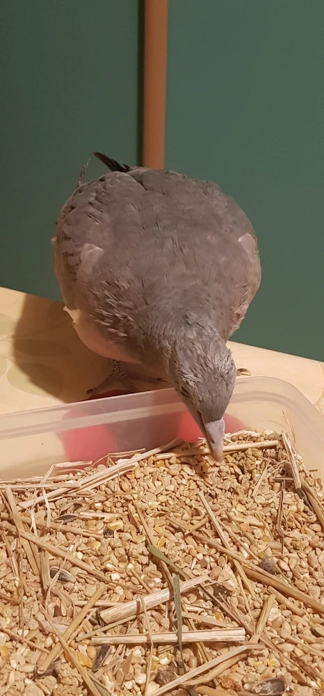 My pigeon