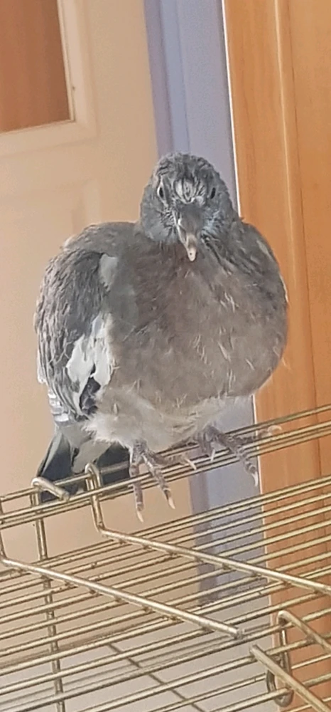 My pigeon