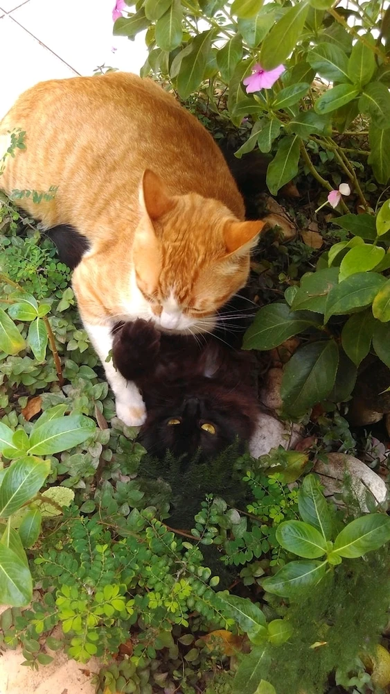 GIF enviado por Carlos