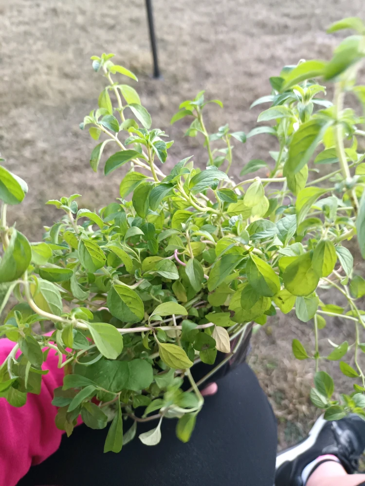 GIF subido por Camila