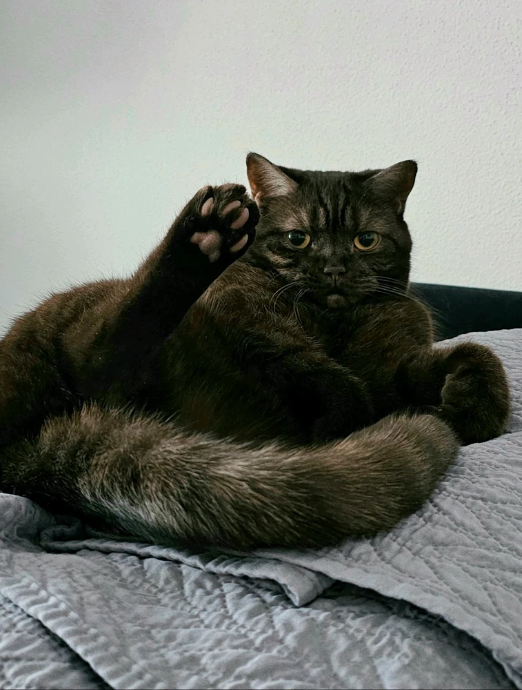 GIF hochgeladen von 𝕁𝕖𝕤𝕤𝕚𝕔𝕒