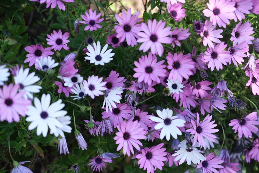 Image uploaded by Alo