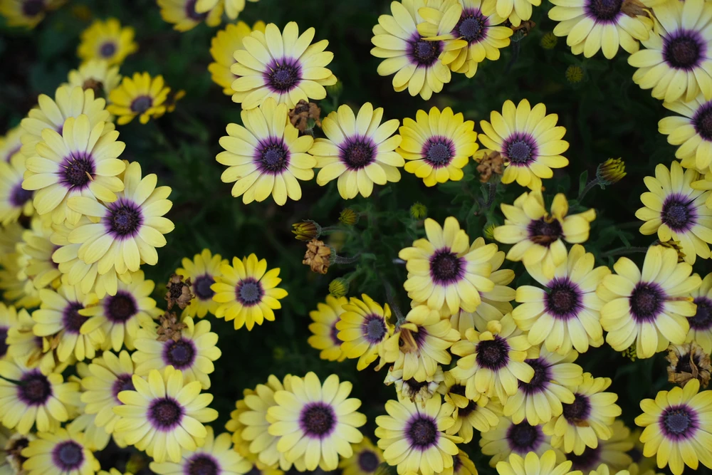 Image uploaded by Alo