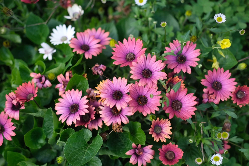 Image uploaded by Alo