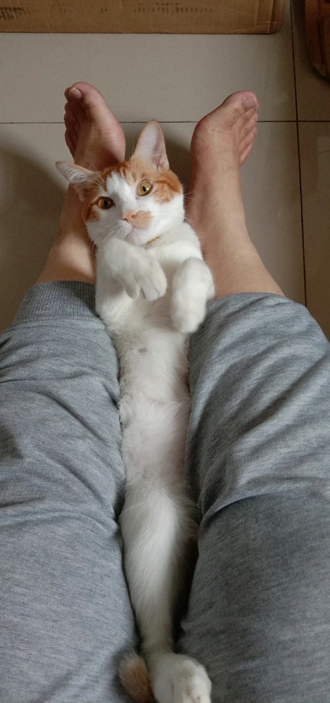 Icha上传的GIF