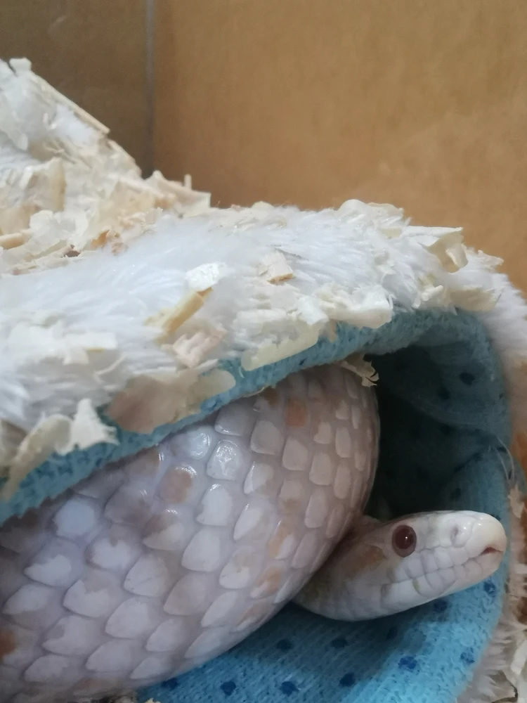 GIF อัปโหลดโดย Pemika