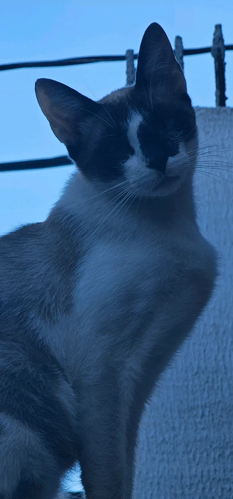 Meu gatinho indie