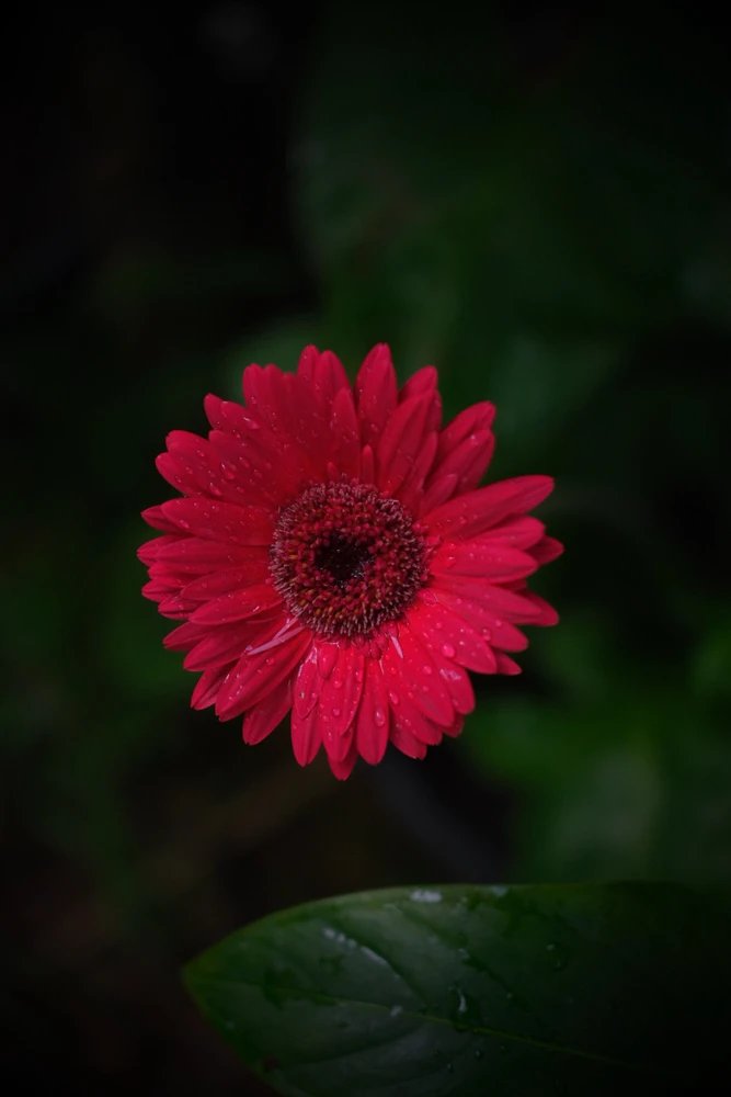 Image uploaded by Alo