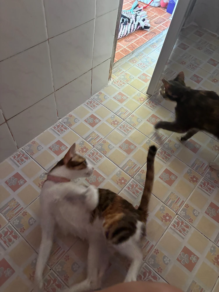 GIF uploaded by Pat♡