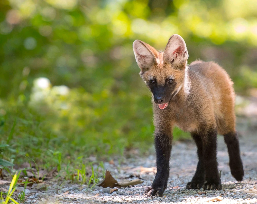 The Maned Wolf: the teen during their awkward years
