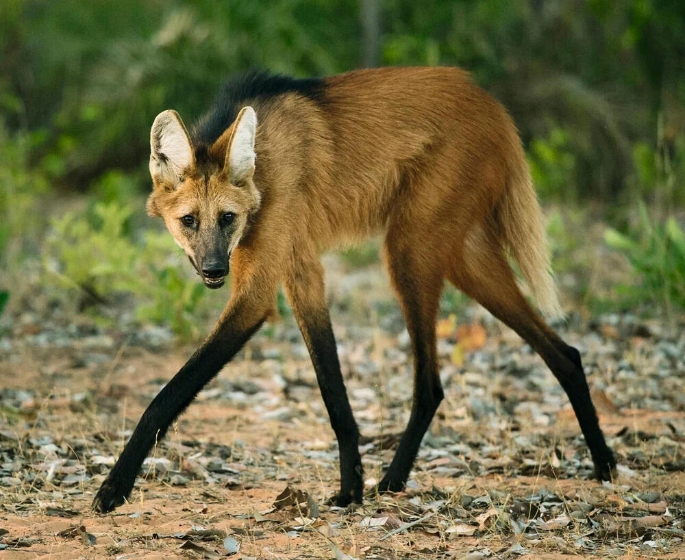 The Maned Wolf: the teen during their awkward years