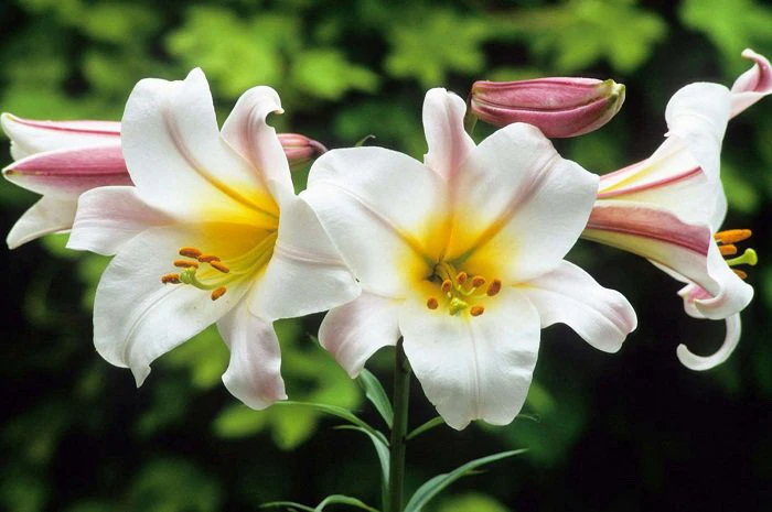 Image uploaded by 𝑇𝑒𝑡𝑖𝑎𝑛𝑎