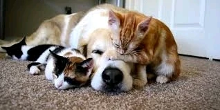 Image uploaded by Ariana