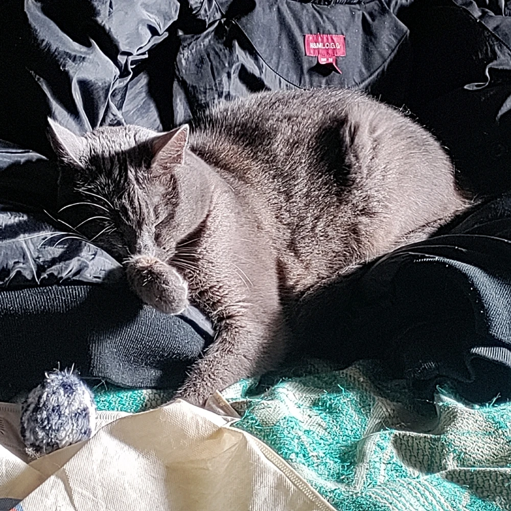 GIF hochgeladen von Sofija
