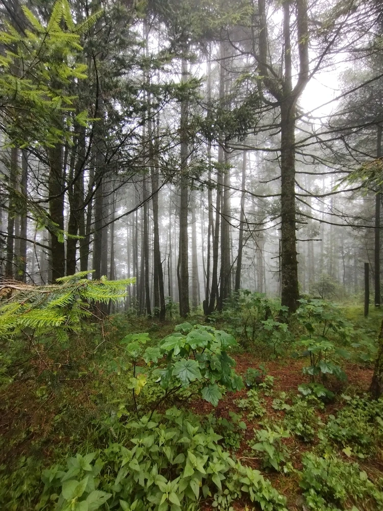 Quien para irnos a perder al bosque el 14? Jaja