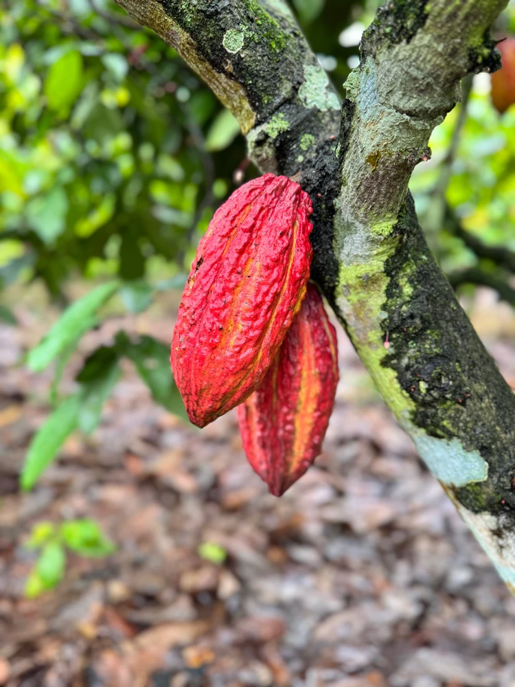 Imagen subida por Xavier