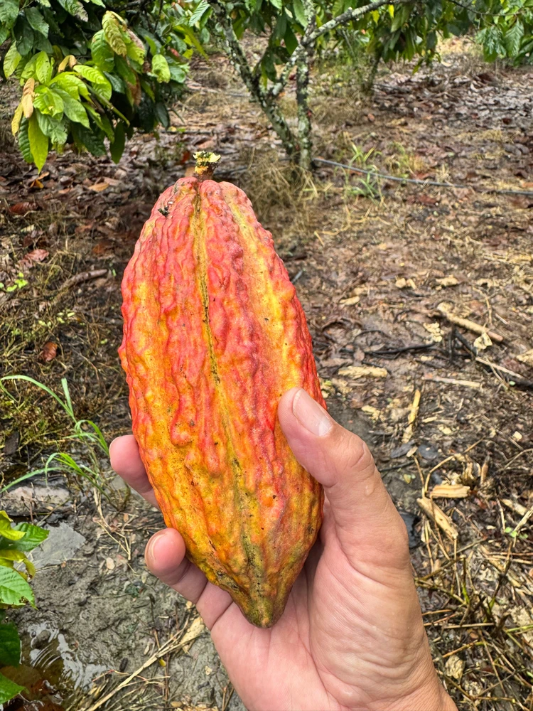 Imagen subida por Xavier