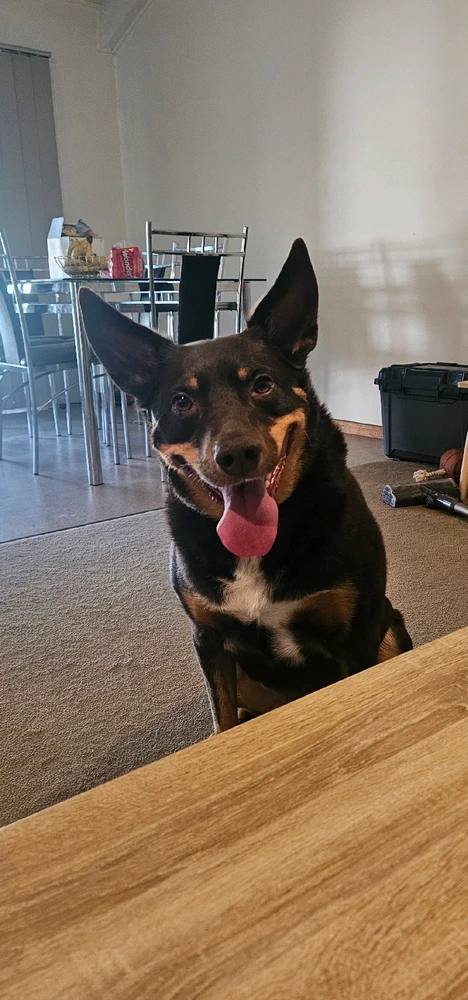 GIF diunggah dening Hulla