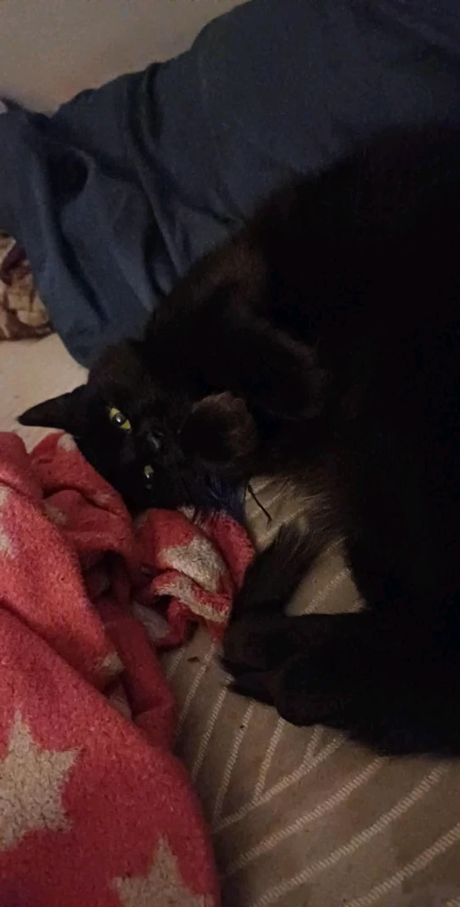 GIF dodany przez Luna🌙✨