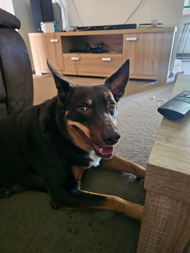 GIF diunggah dening Hulla