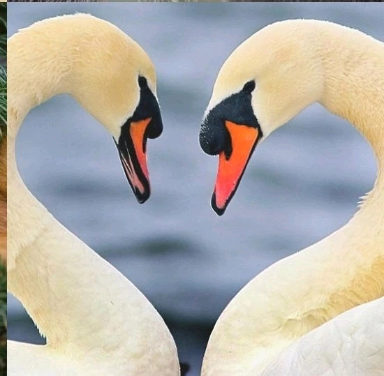 GIF geüpload door Frank