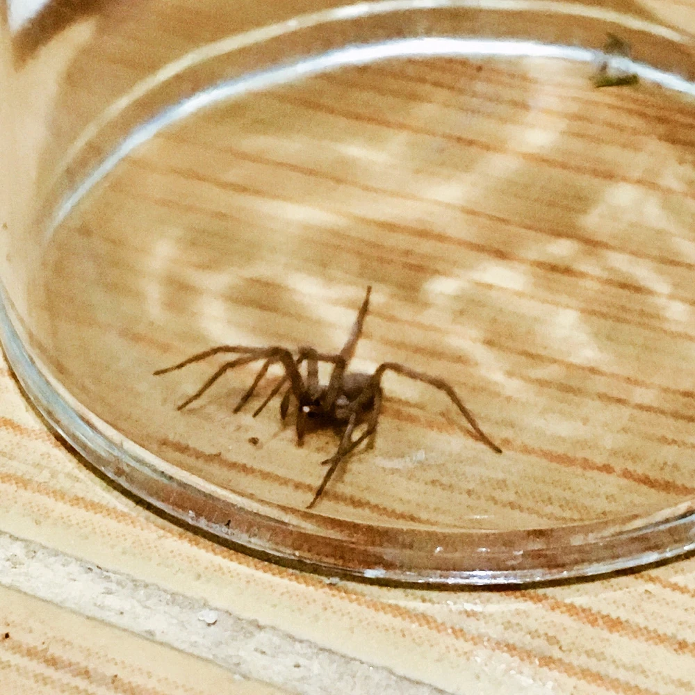 Домашние питомцы.