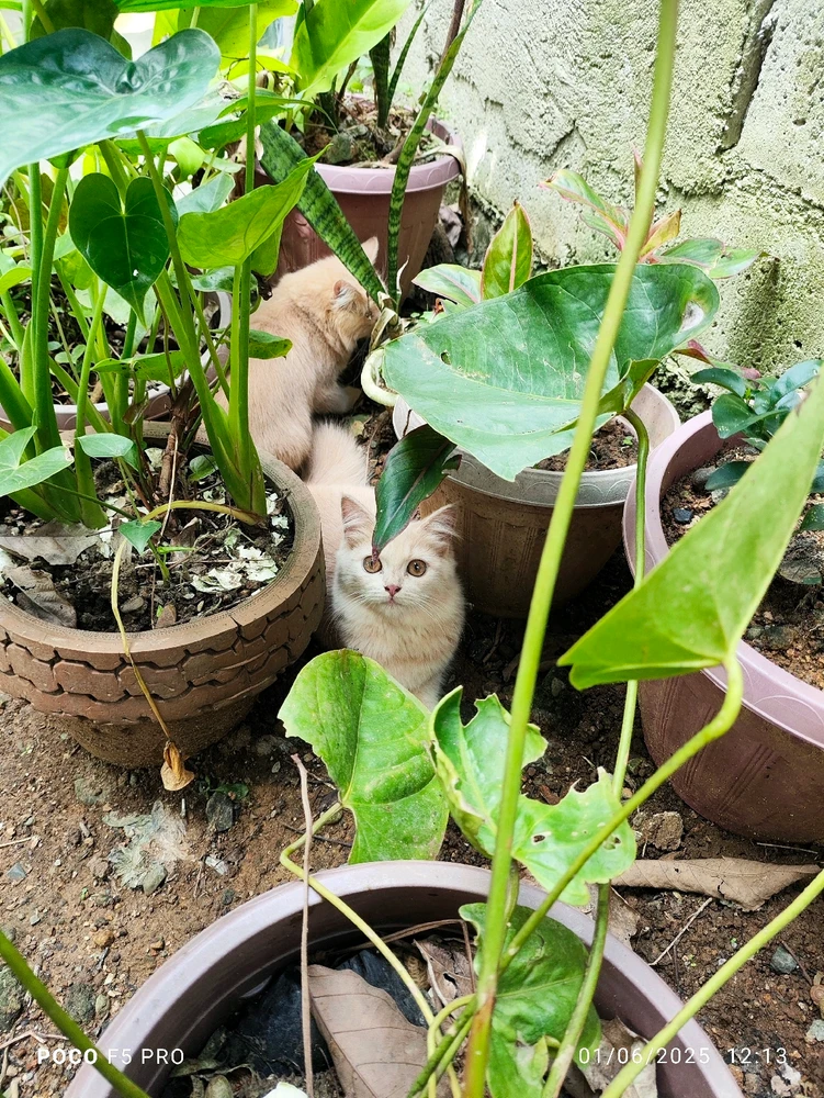 GIF uploaded by shierestheone (Joy)