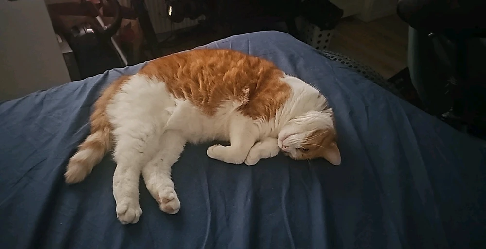 GIF uppladdad av Thomas