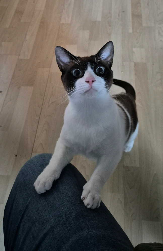 GIF hochgeladen von 𝕾𝖆𝖇𝖚