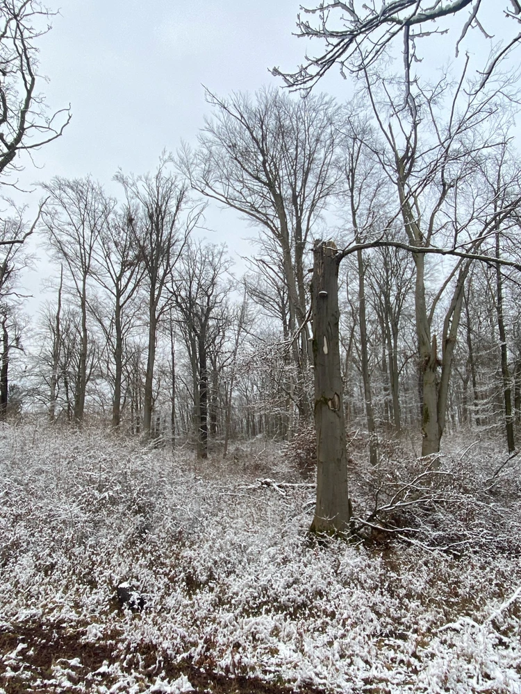 Imagen subida por Tatjana