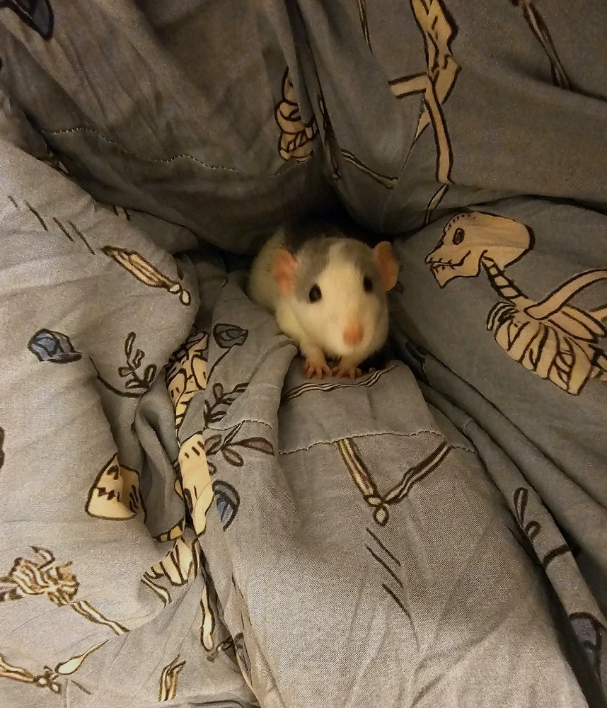 GIF hochgeladen von Jumma