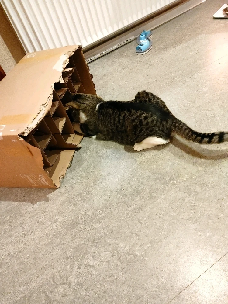 GIF hochgeladen von Nyx