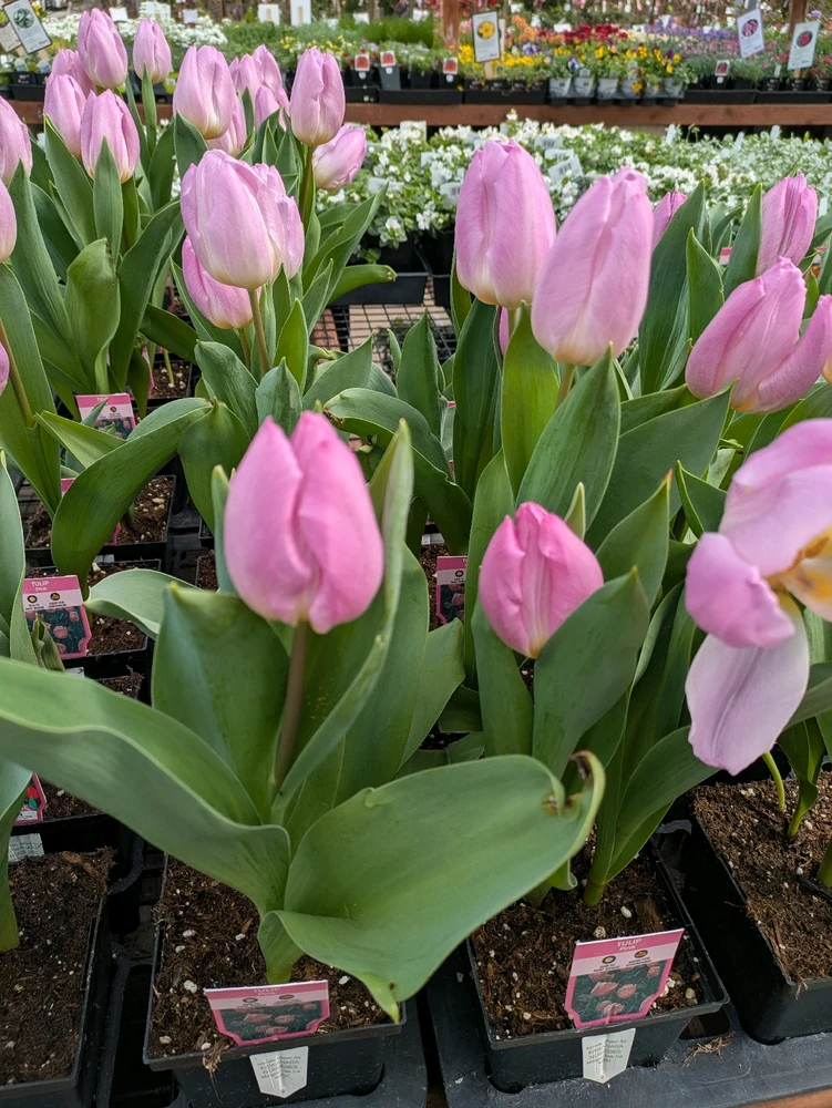 Image uploaded by Kea