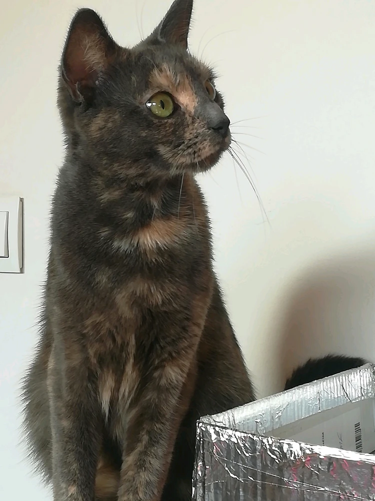 Das ist sie, nein doch nicht.... 