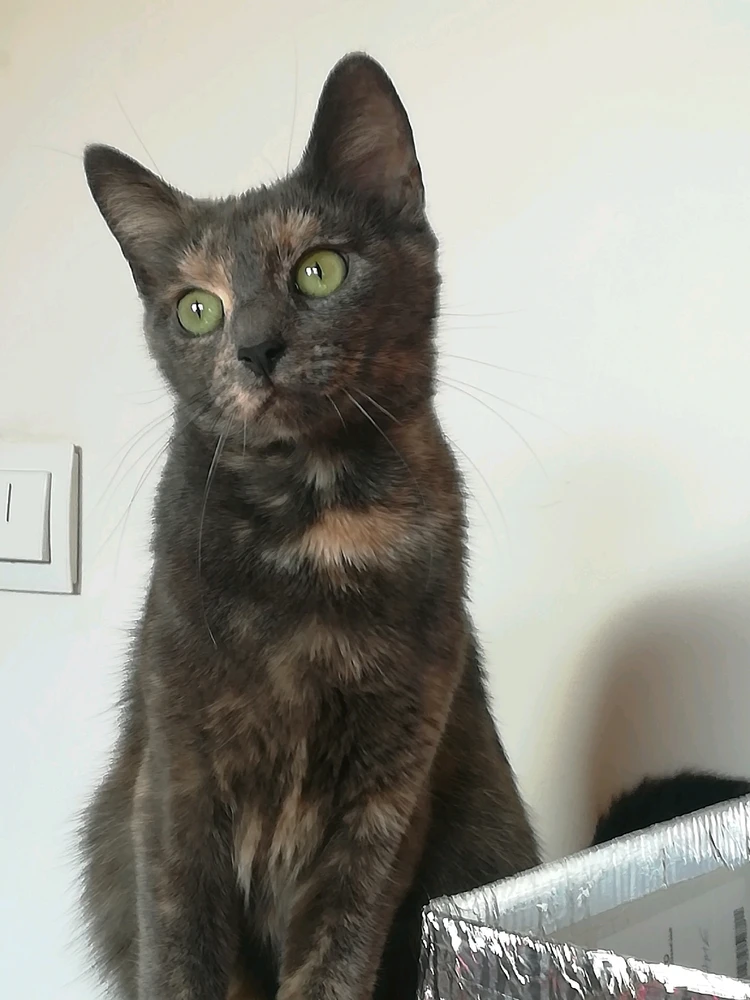 Das ist meine Schokoladenseite, 