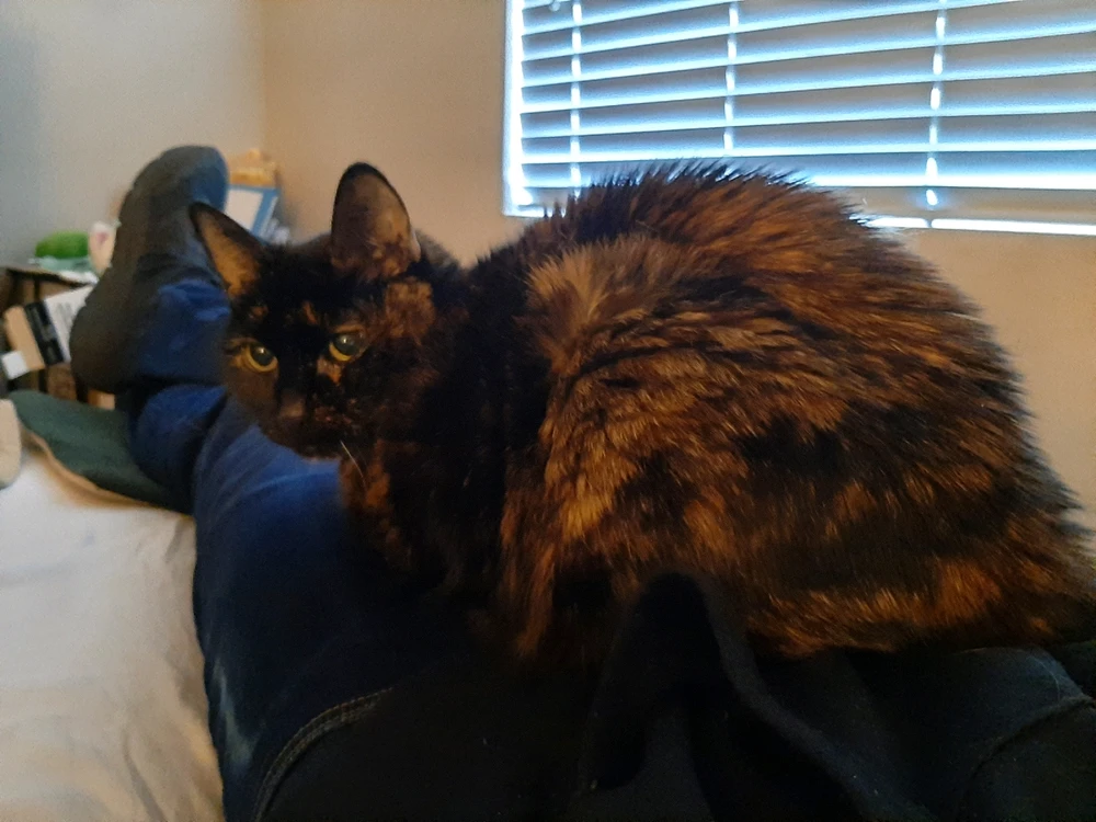 GIF uploaded by Cody