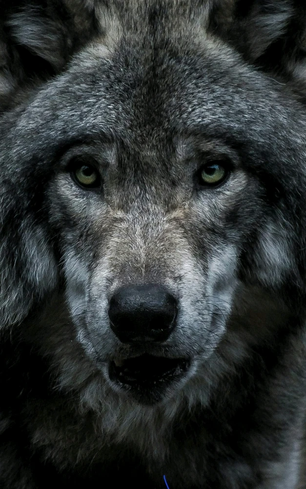 GIF diunggah dening Lexx