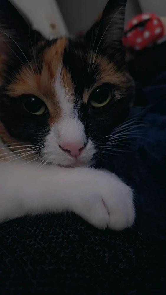 Image uploaded by BunBun